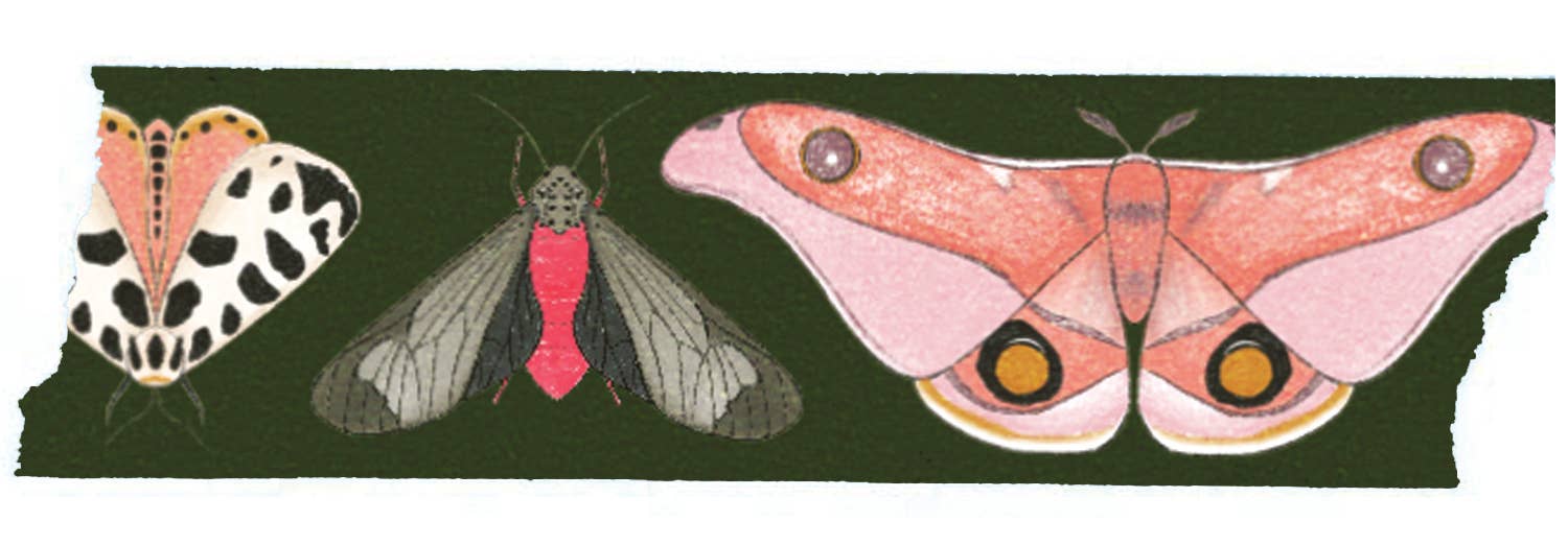 beve! - Moth Washi Tape in Pink and Green