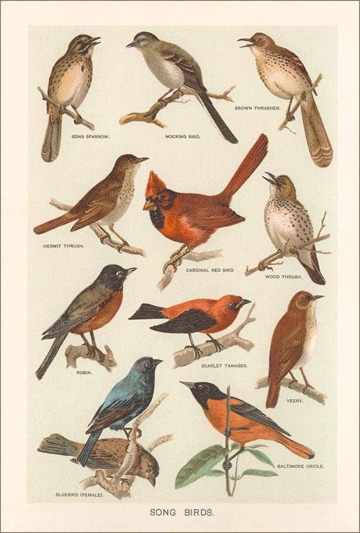Found Image Press - Postcard BD-521 Songbirds