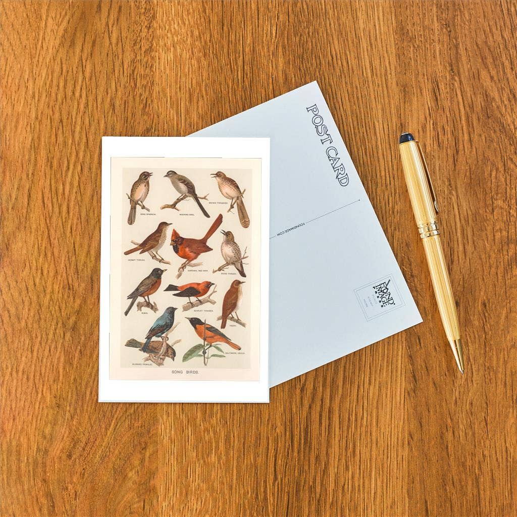 Found Image Press - Postcard BD-521 Songbirds