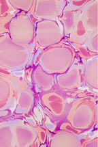 Glad & Young Studio - Meet & Greet Wallet: Champagne Problems