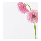 Midori, Letter Pad 163 Silk-Printing Gerbera