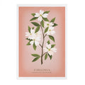 Lantern Press - PREMIUM POSTCARDS Virginia Vintage Flora Dogwood Blossom