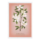 Lantern Press - PREMIUM POSTCARDS Virginia Vintage Flora Dogwood Blossom