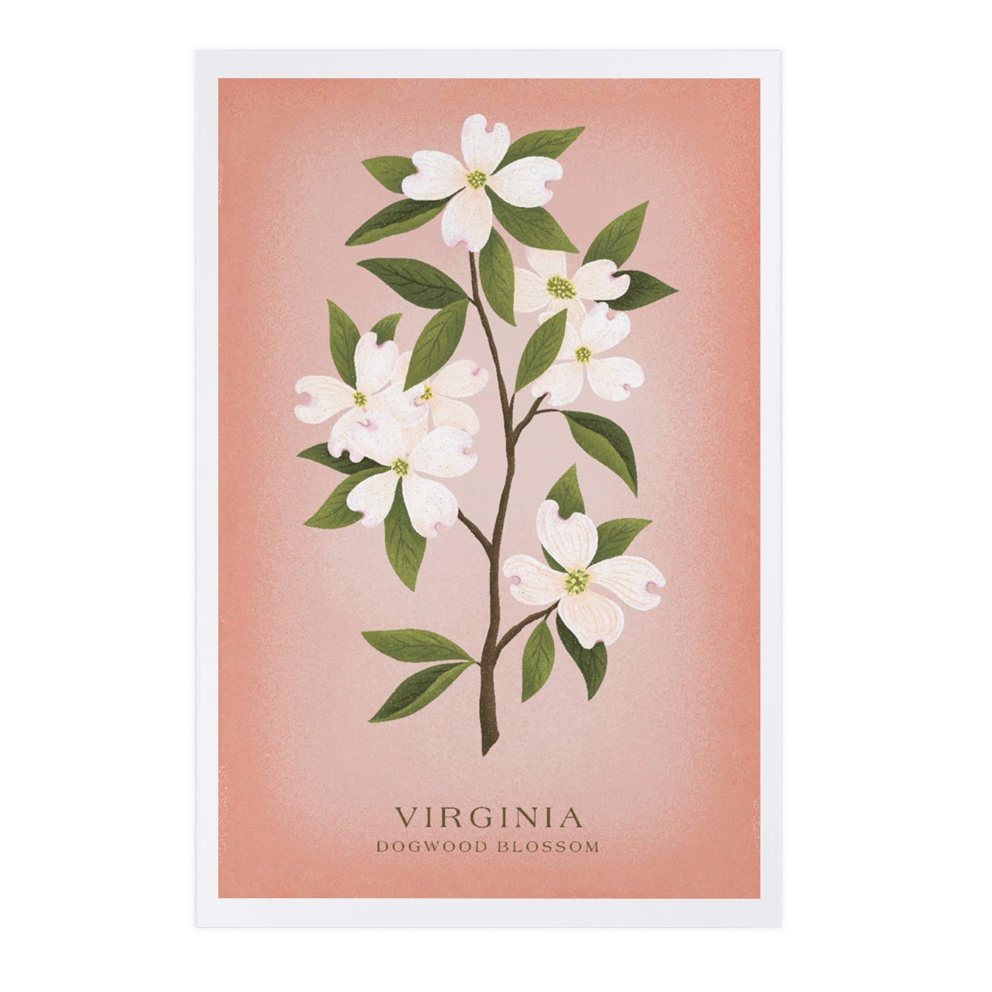 Lantern Press - PREMIUM POSTCARDS Virginia Vintage Flora Dogwood Blossom