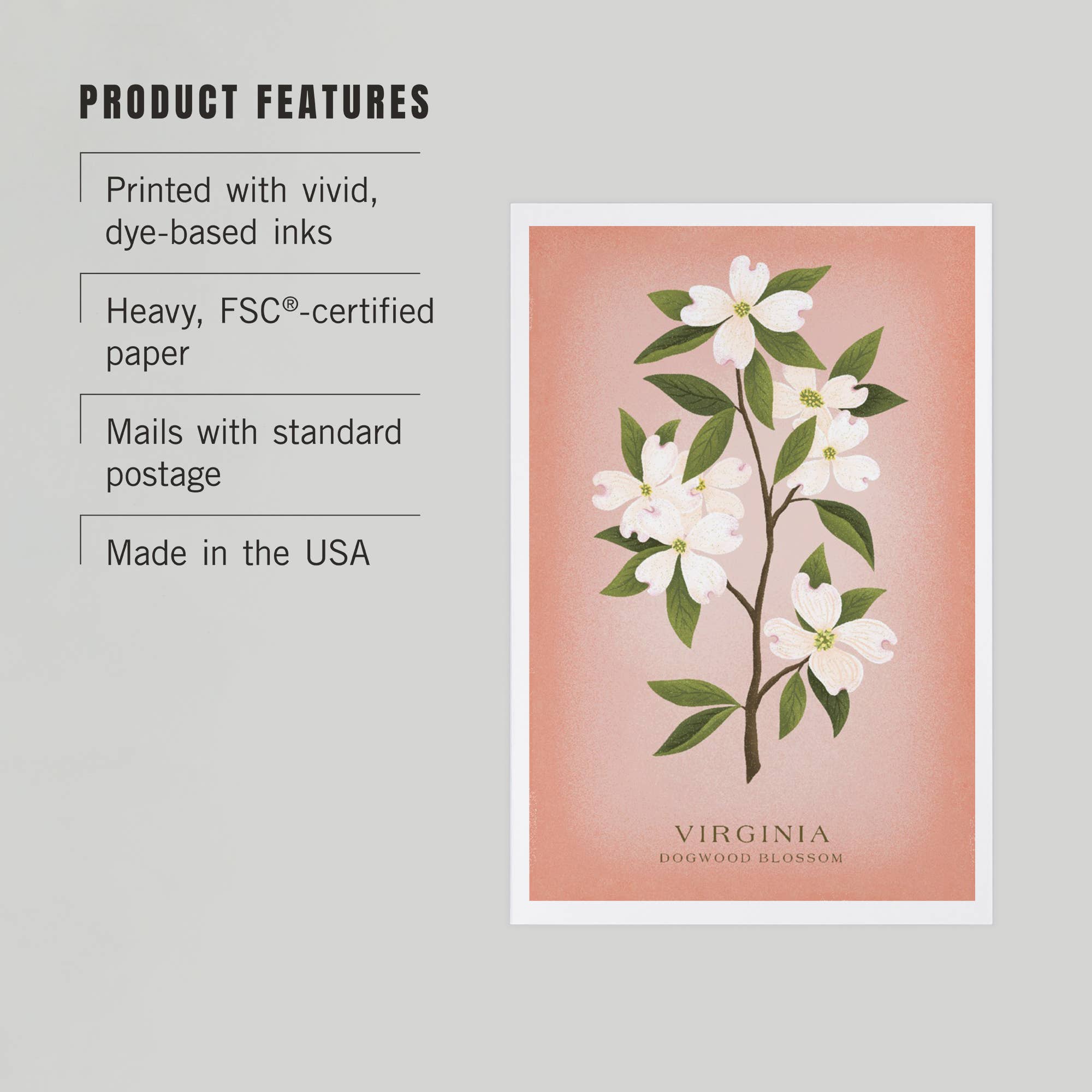 Lantern Press - PREMIUM POSTCARDS Virginia Vintage Flora Dogwood Blossom