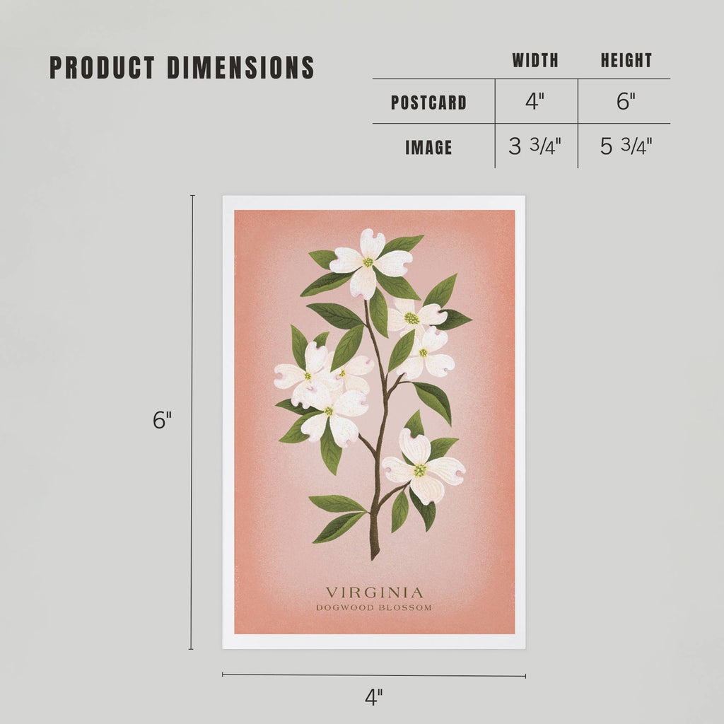 Lantern Press - PREMIUM POSTCARDS Virginia Vintage Flora Dogwood Blossom