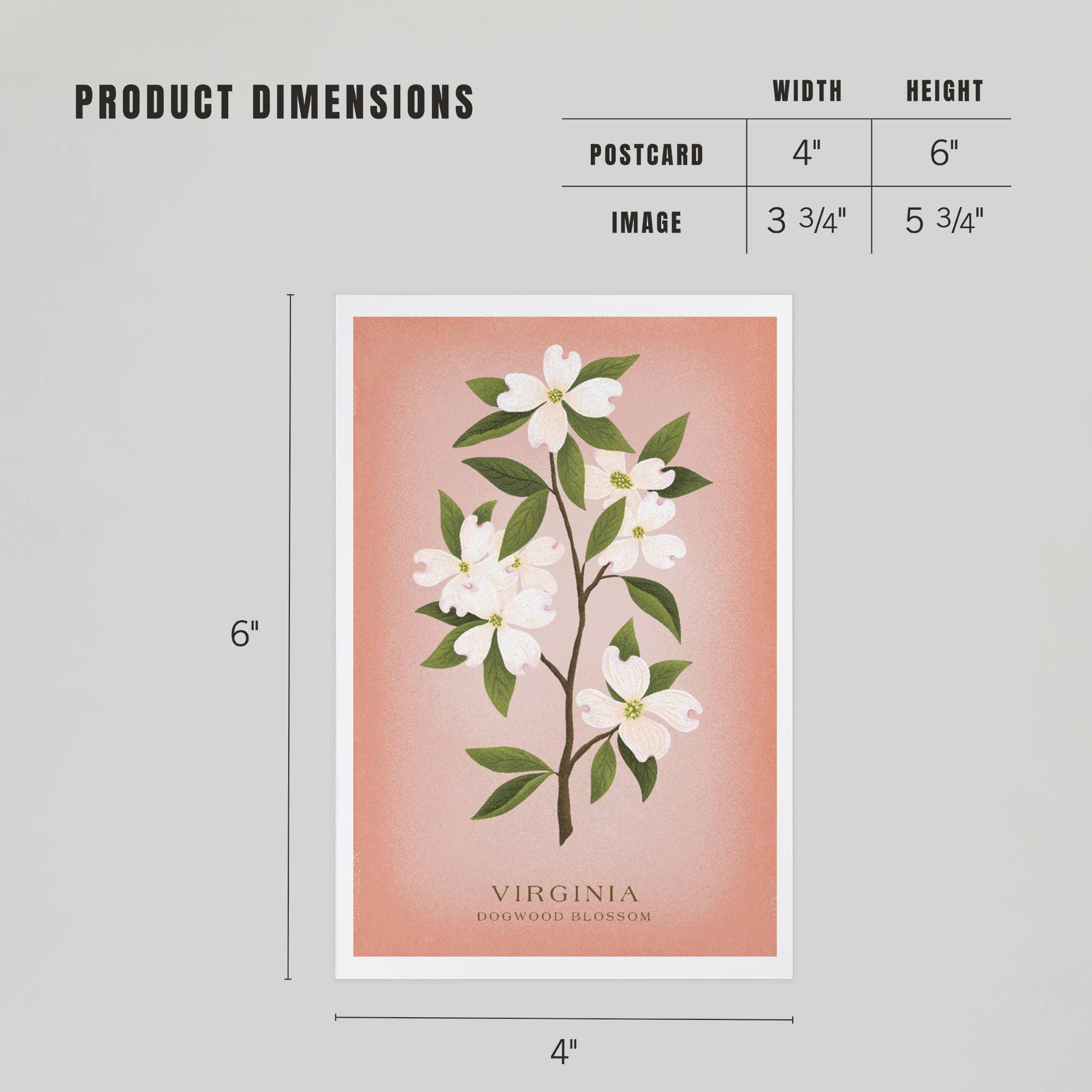 Lantern Press - PREMIUM POSTCARDS Virginia Vintage Flora Dogwood Blossom