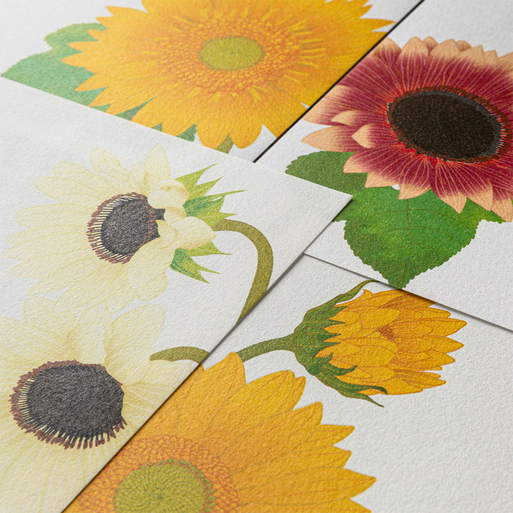 Midori Letter Pad 025 Four Designs Sunflower