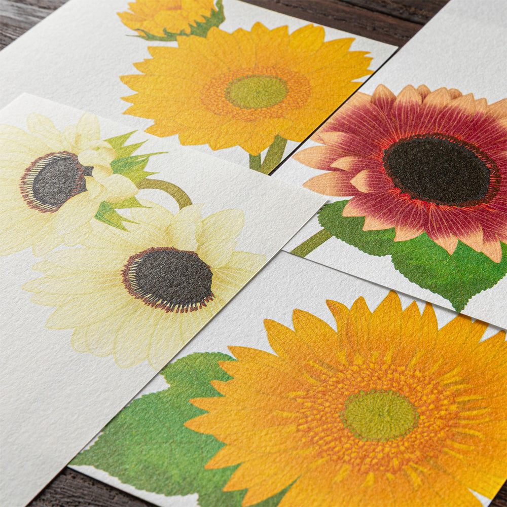 Midori Letter Pad 605 Four Designs Sunflower