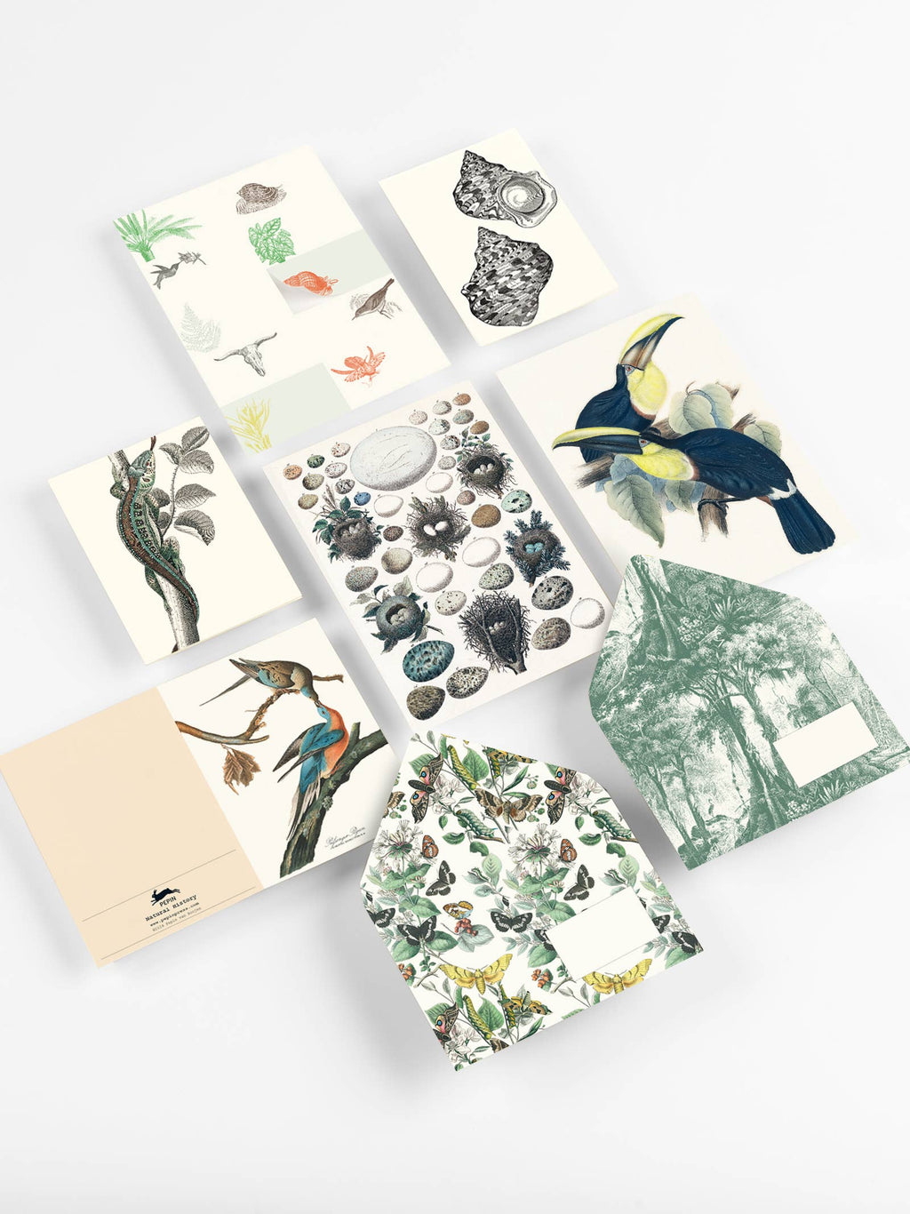Pepin Press - Natural History Correspondence Set