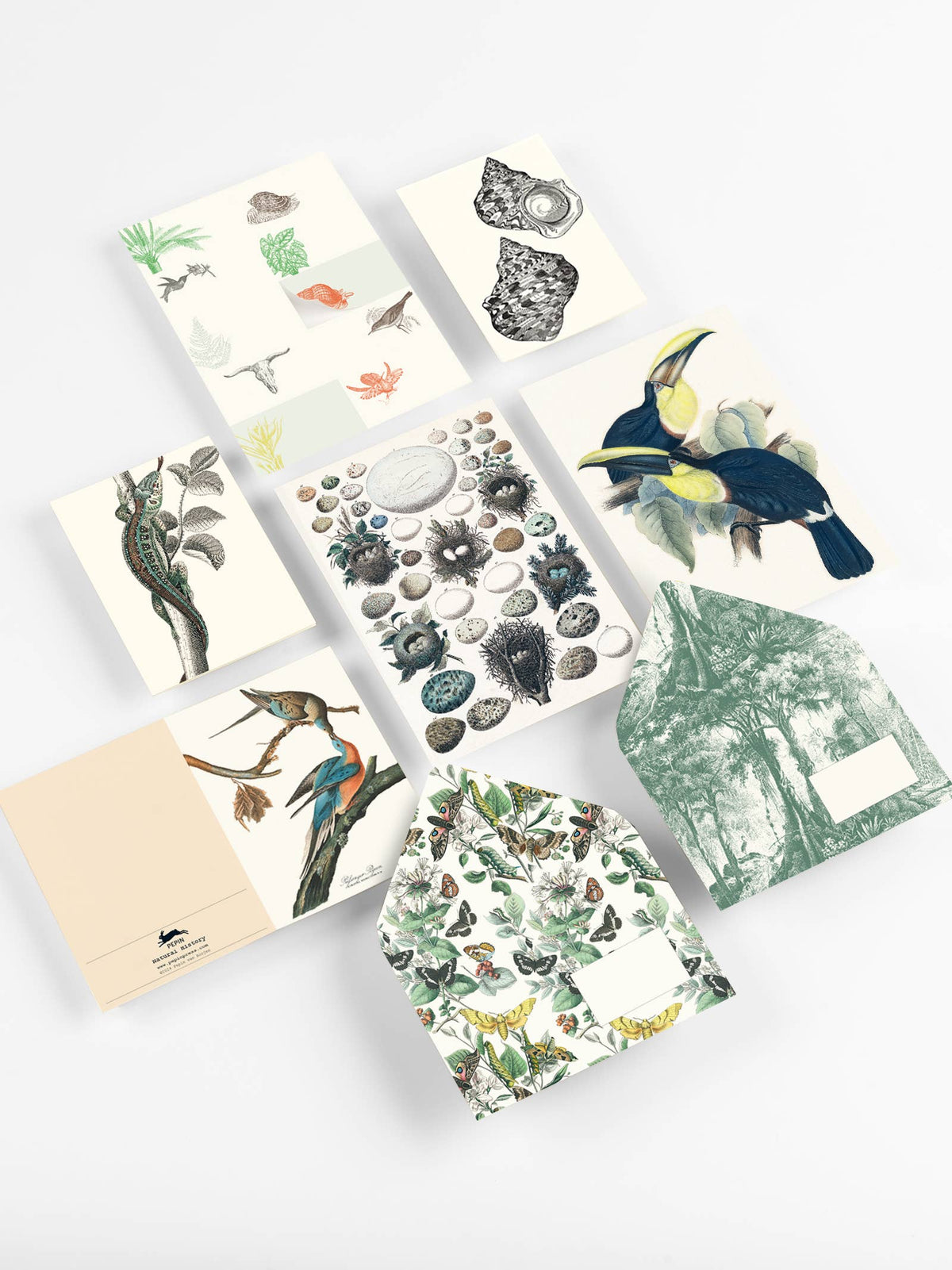 Pepin Press - Natural History Correspondence Set