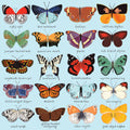 Butterflies of North America - 500 Piece Jigsaw Puzzle