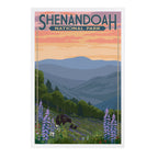 Lantern Press - PREMIUM POSTCARDS Shenandoah National Park, VA, Black Bears