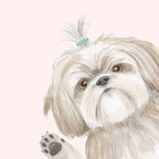 Dear Hancock - Hope Your Birthday is the Shihtz