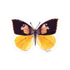 J6R6 - Butterfly 14 Vinyl Sticker (California Dog Face Butterfly)