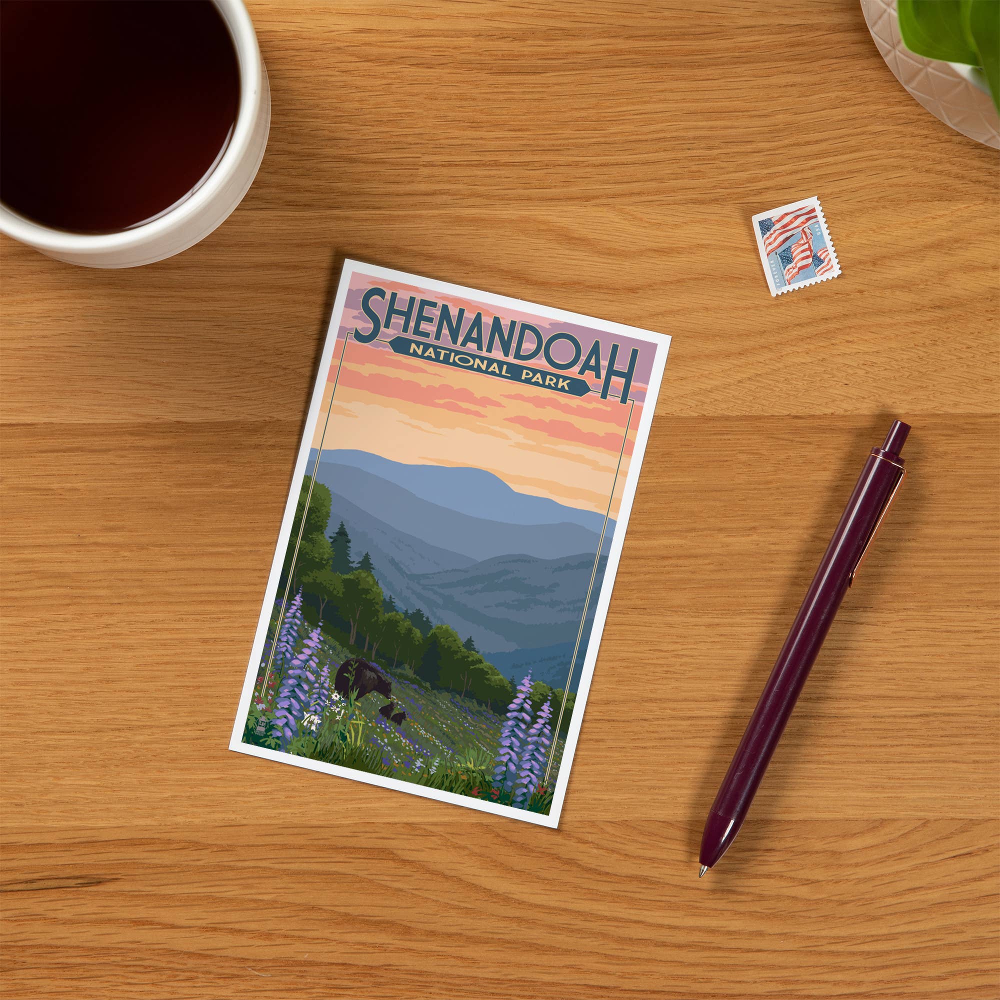 Lantern Press - PREMIUM POSTCARDS Shenandoah National Park, VA, Black Bears