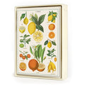 Cavallini Papers & Co., Jardin Boxed Notes