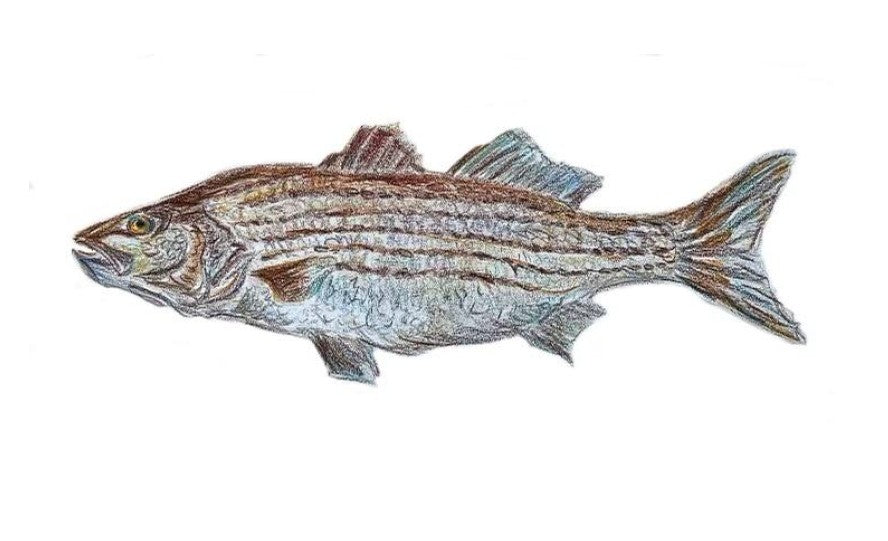 Cabell Crowder Art, Gone Fishing notes, mixed set of 5 folded cards + envelopes